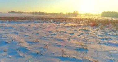 Arktik çayırlı soğuk kış manzarası, karla kaplı ağaçlar ve ufukta sabah güneşleri..