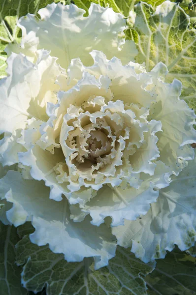 Organic Long-lived Cabbage in the garden with sunlight in northern of Thailand.