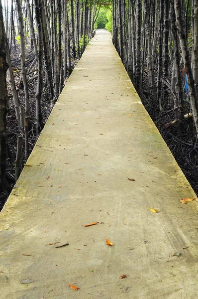 Walkway Made Concrete Tourists See Mangrove Forest — Stock Photo, Image