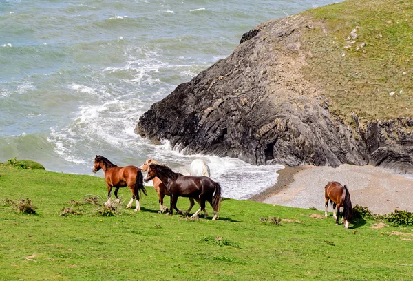 野马在羊毛衫湾，威尔士. — 图库照片