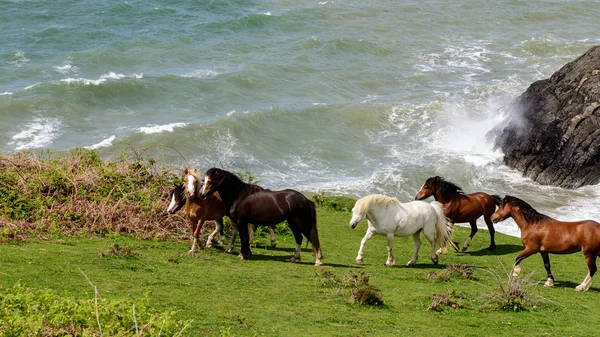 Dzikie konie na zatokę Cardigan, Wales. — Zdjęcie stockowe