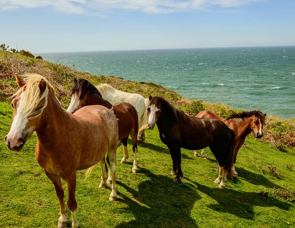 Dzikie konie na zatokę Cardigan, Wales. — Zdjęcie stockowe
