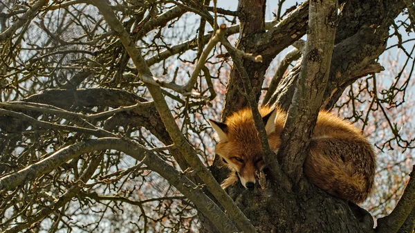 Raposa em uma árvore . — Fotografia de Stock