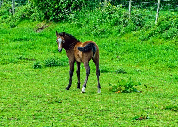 Dzikie konie na zatokę Cardigan, Wales. — Zdjęcie stockowe