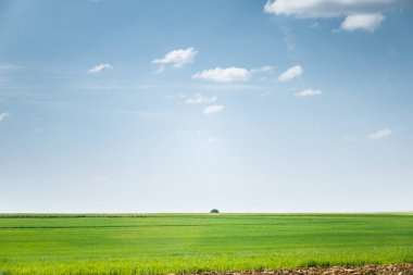 Yalnız ağaç üzerinde wheatfield