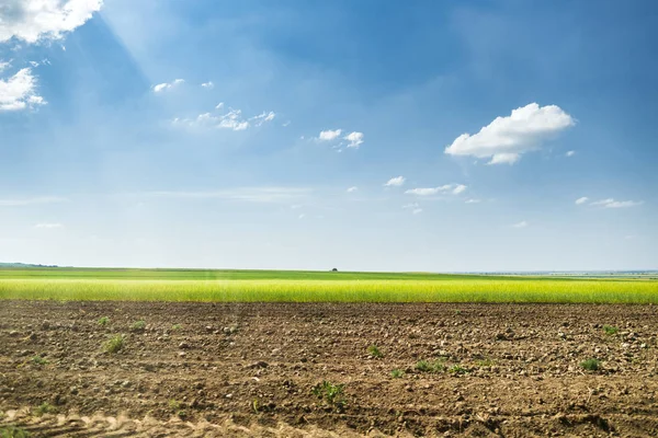 Agriculture fields with cotton clouds — Stock Photo, Image