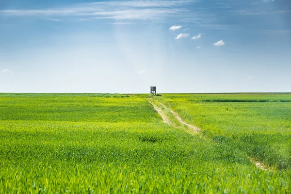 Cavalletto da caccia sul campo di grano — Foto Stock