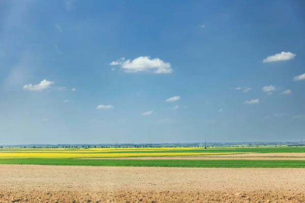 Rapeseed and wheat fields — Stock Photo, Image