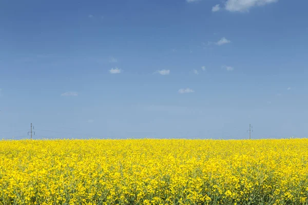 Řepkové pole modrá obloha — Stock fotografie