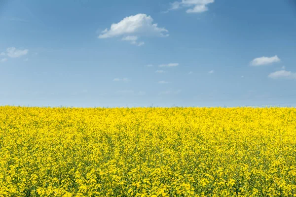 Colza, campo con nuvole di cotone — Foto Stock