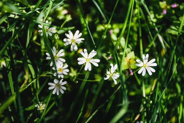 Kleine witte bloemen in het gras — Stockfoto