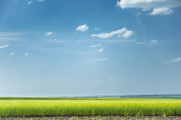 Campo di grano in una giornata di sole — Foto Stock