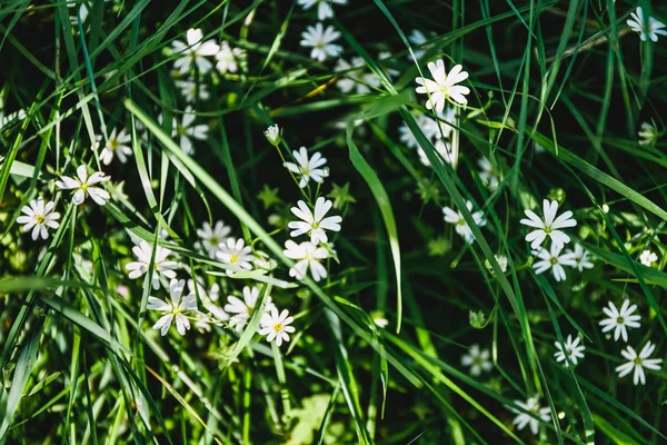 Otların arasında beyaz bir çiçek — Stok fotoğraf