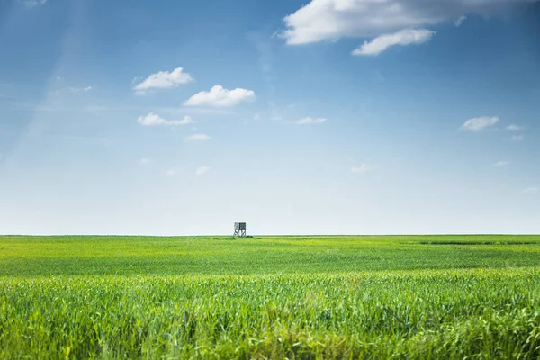 Toren op tarweveld jacht — Stockfoto