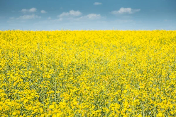 Colza, flores de campo — Foto de Stock