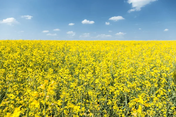 Raps, fält med moln — Stockfoto