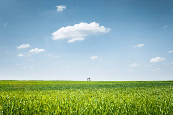 Buğday alan Saat Kulesi — Stok fotoğraf