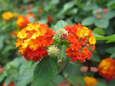 turuncu ve sarı çiçekler