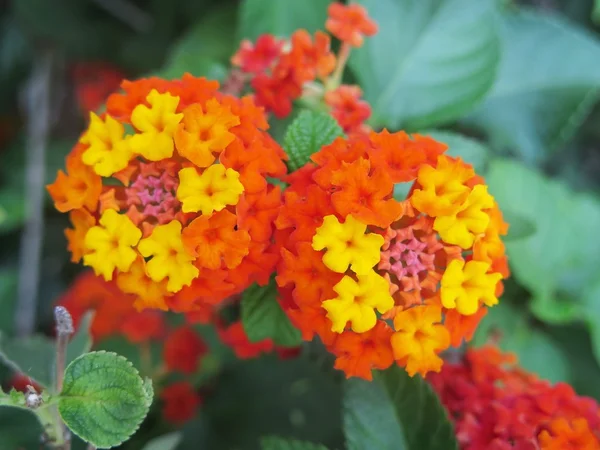 Orange und gelbe Blüten — Stockfoto