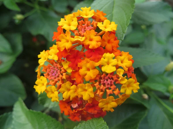 Orange und gelbe Blüten — Stockfoto