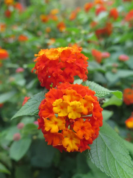 Orange und gelbe Blüten — Stockfoto