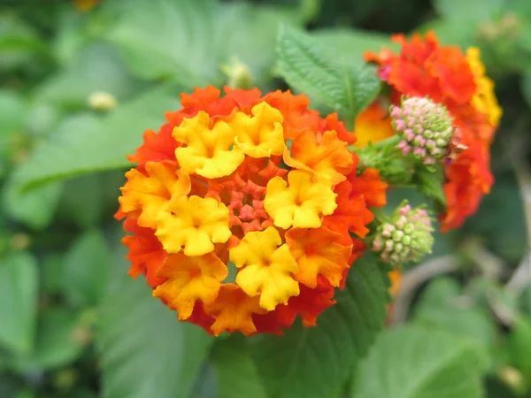 Orange und gelbe Blüten — Stockfoto