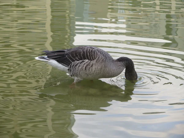 Beau canard plongeur — Photo