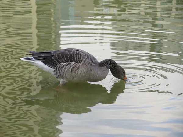 Pato de mergulho agradável — Fotografia de Stock