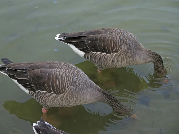 Belos patos andando — Fotografia de Stock