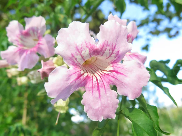 Прелестный розовый колокол — стоковое фото