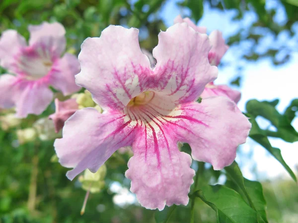 Прелестный розовый колокол — стоковое фото