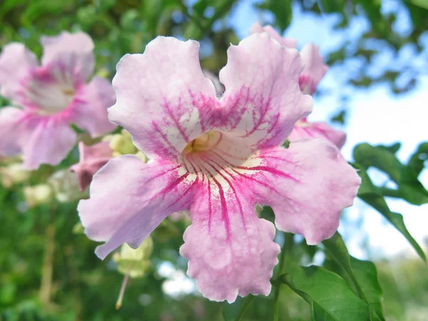 Linda campana rosa —  Fotos de Stock