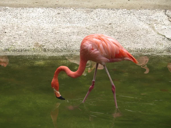 Flamingo na água — Fotografia de Stock
