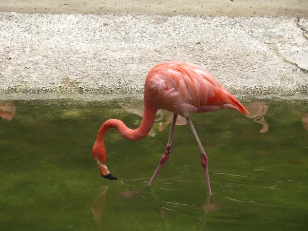 Flamingo in het water — Stockfoto