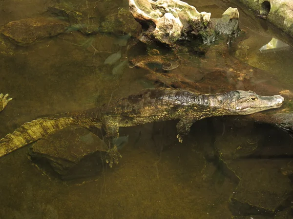 Krokodil in het water — Stockfoto