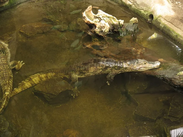 Krokodil im Wasser — Stockfoto