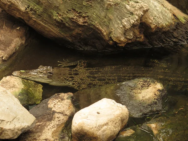 Крокодил у воді — стокове фото