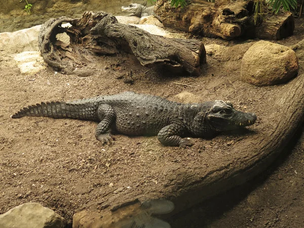 Крокодил на землі — стокове фото