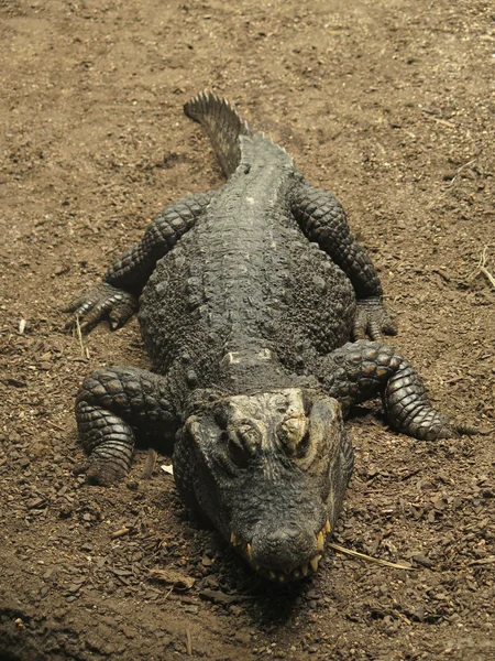 Krokodil op aarde — Stockfoto