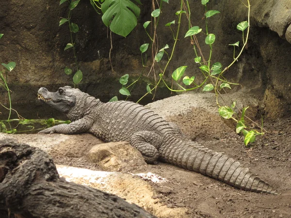 Krokodil auf Erden — Stockfoto
