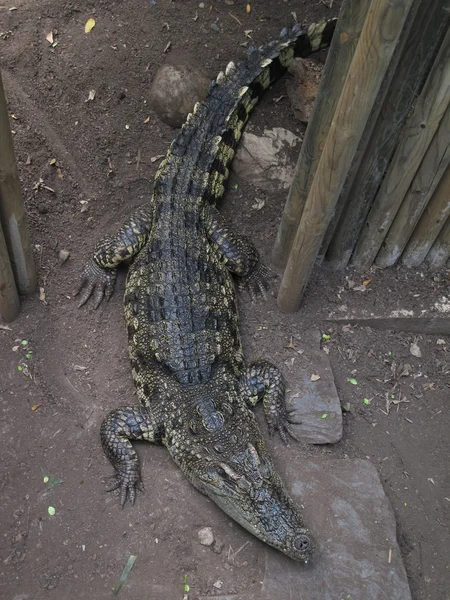 Crocodile on earth — Stock Photo, Image