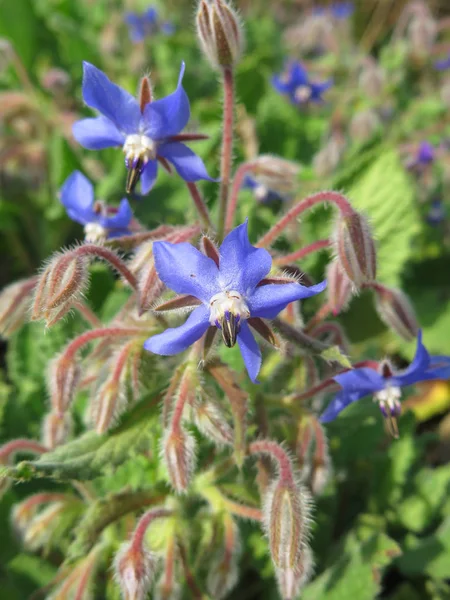 Синій екзотичними квітами — стокове фото