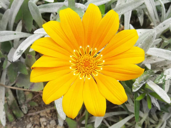 Macro yellow daisy