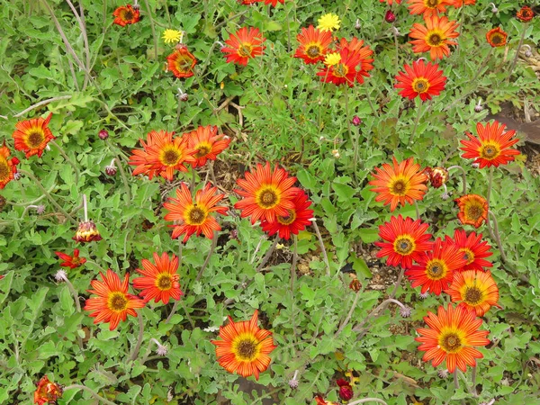 Giardino di margherite rosse — Foto Stock