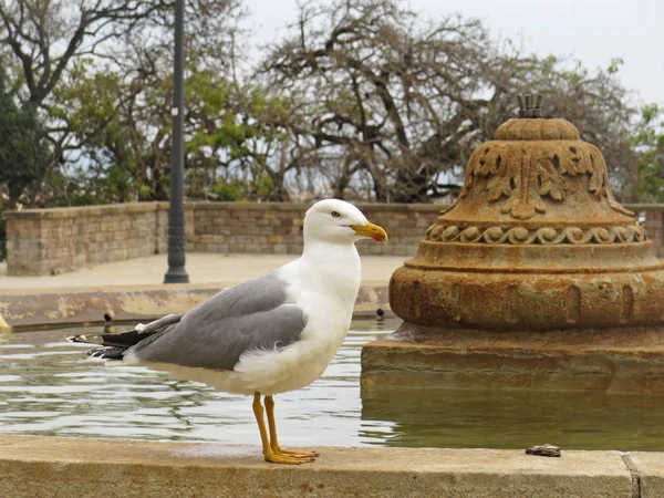 Mouette dans la fontaine — Photo