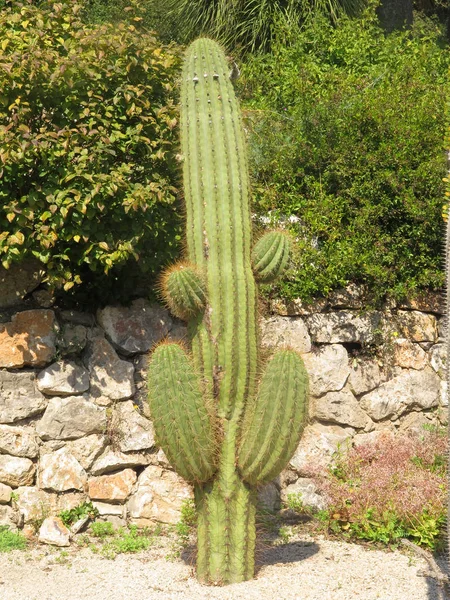 Cactus verde gigante — Foto Stock