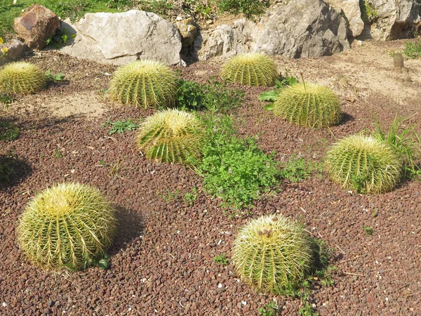 Cactus rotondo verde — Foto Stock