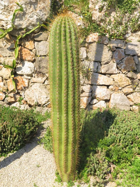 Krásný zelený kaktus — Stock fotografie