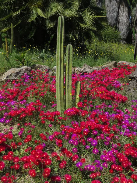Bellissimo Grande Cactus All Aperto Giardino — Foto Stock