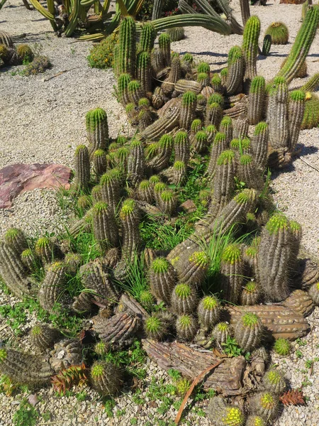 Bellissimo Grande Cactus All Aperto Giardino — Foto Stock